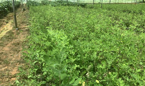 Lào Cai mở rộng vùng nguyên liệu phục vụ phát triển ngành công nghiệp dược