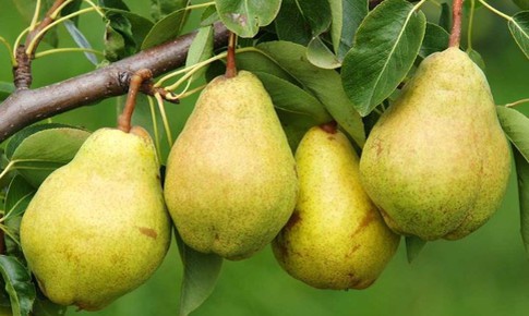 Thời điểm ăn quả lê hỗ trợ giảm cân, tốt cho đường ruột
