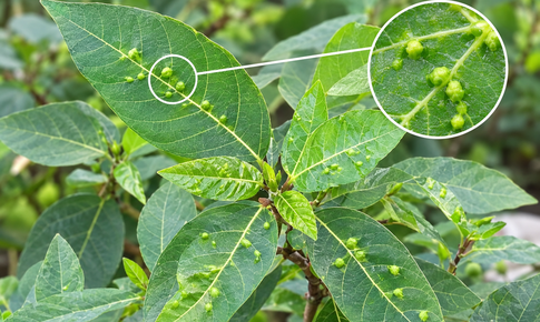 Tác dụng khi dùng lá sung có nốt sần