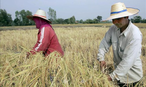 Thị trường nông sản: Giá gạo trắng 5% tấm của Thái Lan cao nhất trong 2 tháng