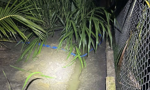 Điều tra 2 anh em ruột tử vong bất thường trong vườn dừa