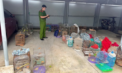 Phát hiện nam thanh niên đi ô tô bán nhiều chim hoang dã ở chợ