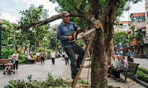 Phạt tiền đến 50 triệu đồng nếu tự ý chặt hạ, dịch chuyển cây xanh