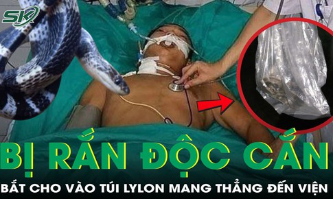 Bị rắn cạp nia cắn, người đàn ông bắt cho vào túi nylon mang thẳng đến viện