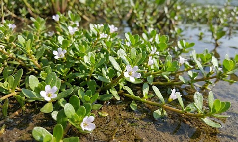 Cách dùng rau đắng biển giúp tăng cường trí nhớ, an toàn cho sức khỏe