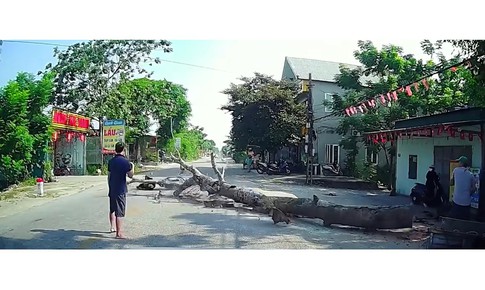 Cây đổ khi đang cưa, một người đi xe máy tử vong