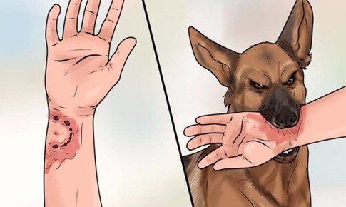 Biểu hiện khi chó, mèo bị bệnh dại