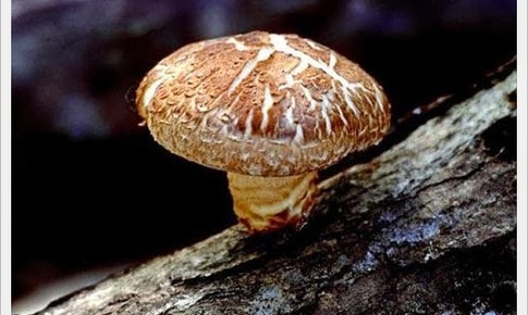 Món ngon từ nấm hương giúp tăng cường miễn dịch