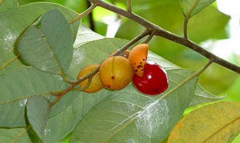 Hai cây thuốc mang tên chó