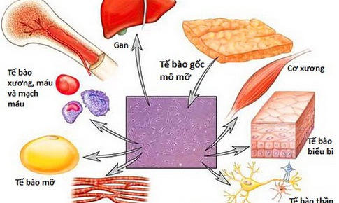 Ứng dụng tế b&#224;o gốc trong điều trị bệnh