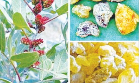 Nhũ hương giảm đau, tiêu nhọt