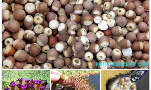 Khiếm thực - Thuốc tốt cho người cao tuổi