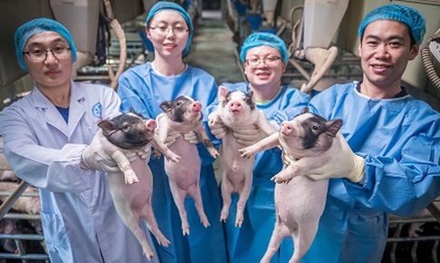 Những nghiên cứu thành công trên lợn: Mở ra phương pháp chữa bệnh cho người