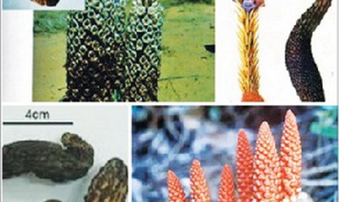 8 món ăn thuốc trị chứng nam tử bất dục