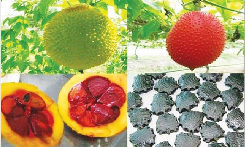 3 loại hạt l&#224;m thuốc v&#224; c&#244;ng dụng chữa bệnh