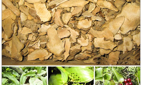 Những bài thuốc trị bệnh gút
