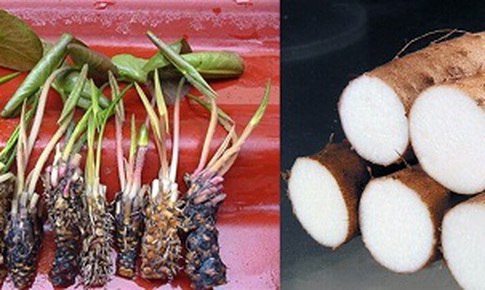 Món ăn thuốc từ củ súng
