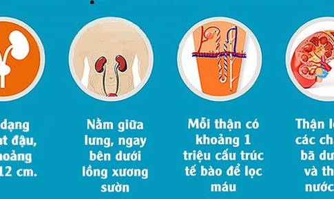 5 hoạt động của thận m&#224; bạn cần biết