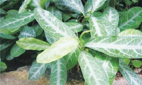 Cây tên đơn trị phong nhiệt