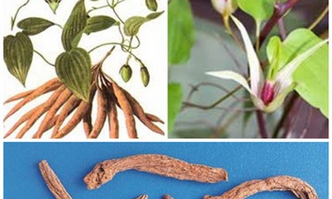 Chứng phế &#226;m hư v&#224; ph&#233;p chữa
