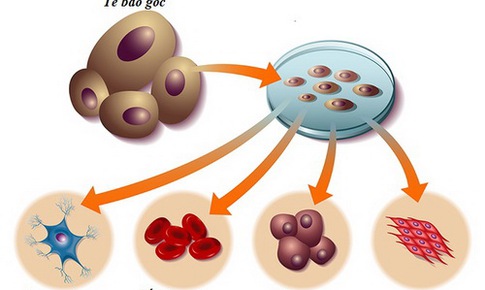 Ứng dụng của tế b&#224;o gốc trong y học t&#225;i tạo