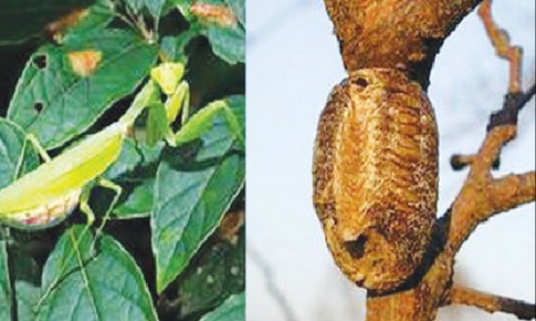 Tổ bọ ngựa ích thận, cố tinh
