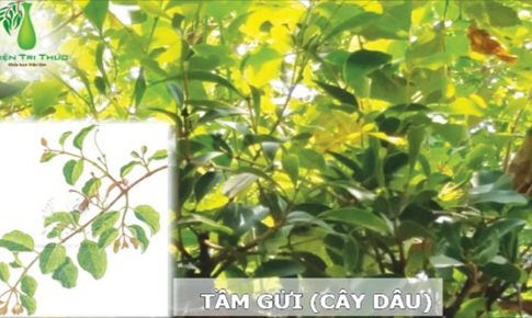 Cây tầm gửi - thuốc hay chữa nhiều bệnh
