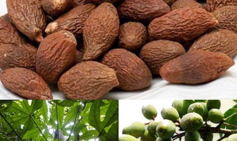 An nam tử gi&#250;p giảm ho, kh&#224;n tiếng