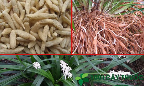 Bài thuốc trị mất tiếng mạn tính