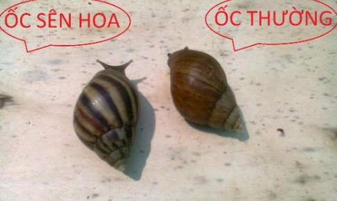 Ốc sên hoa bổ trí não