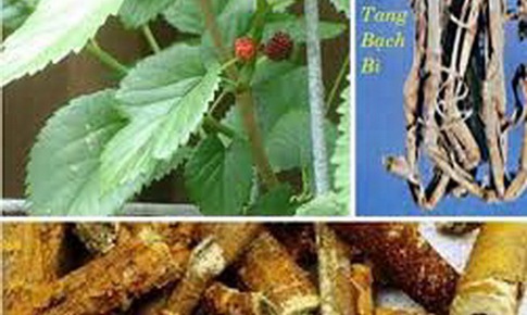 Bài thuốc hay trị viêm phế quản
