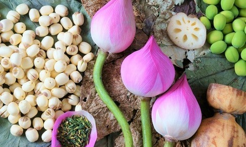 Dược thiện từ cây sen