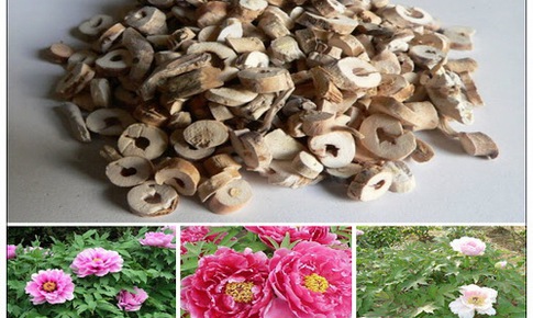 Bài thuốc chữa sạm, nám da