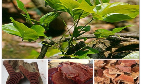 3 loại trà dược ngừa suy giảm tế bào máu