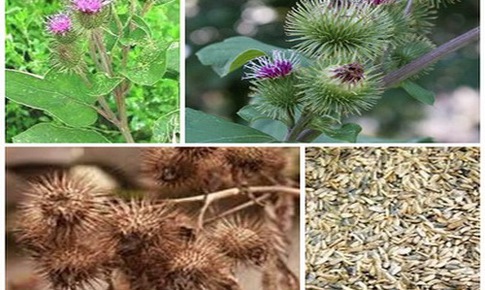 Bài thuốc điều trị bệnh nha chu