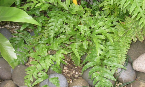 Cỏ luồng làm thuốc