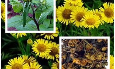 Toàn phúc hoa - thuốc tiêu viêm bình suyễn