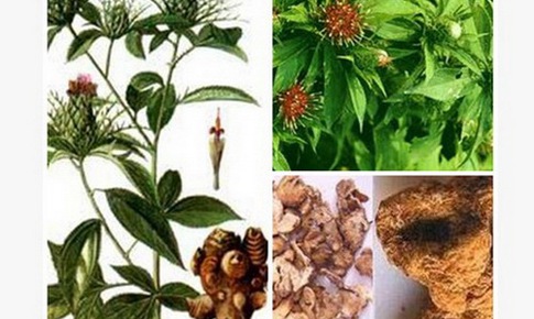 B&#224;i thuốc Thanh thử &#237;ch kh&#237; thang chữa bệnh m&#249;a trường hạ