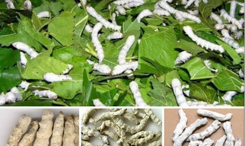 Bài thuốc giúp vòng một nở nang đầy đặn