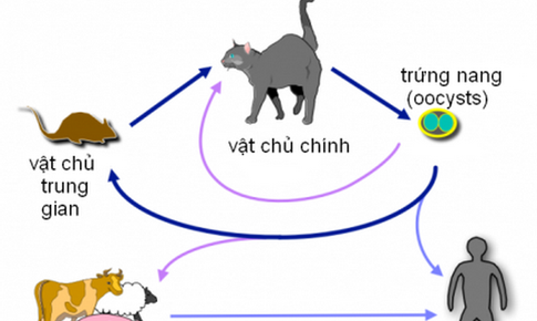 B&#224; bầu cảnh gi&#225;c với k&#253; sinh tr&#249;ng Toxoplasma