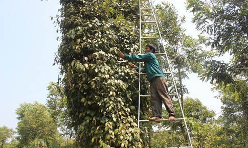 Bất cẩn nhỏ, thương tật cả đời