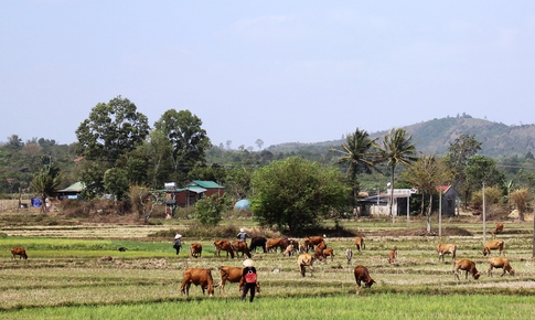 Nổi tr&#244;i “x&#243;m chăn b&#242;”