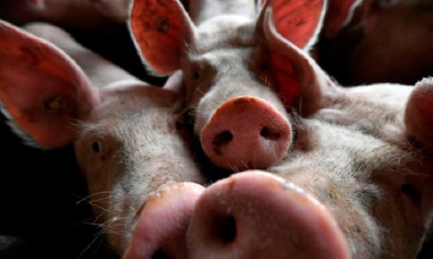 Bệnh tả lợn ch&#226;u Phi xuất hiện ở Philippines