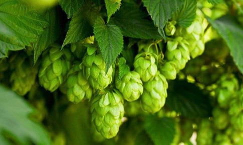 Acid đắng trong hoa bia giúp phòng ngừa suy giảm nhận thức