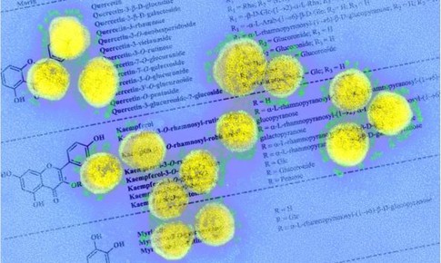 Flavonols thực vật có khả năng kháng SARS-CoV-2?