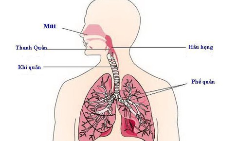 Ch&#225;o thuốc cho người vi&#234;m kh&#237; quản