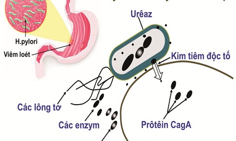 H.pylori, hành tung hé lộ
