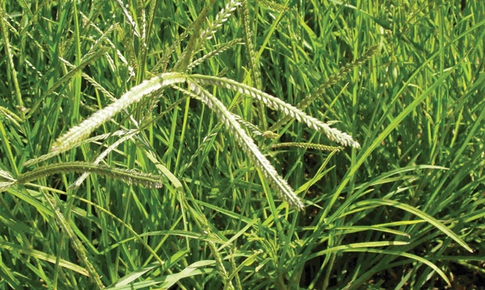 Cỏ mần trầu rất giàu công dụng