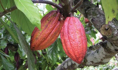 Cacao: Vị thuốc chống oxy h&#243;a