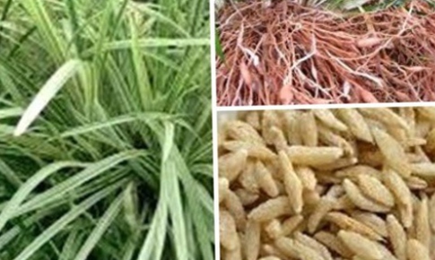 Bài thuốc trị chứng phế thận âm hư